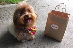 The Pet Set - Piedmont