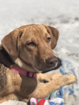 Wildwood Dog Park and Beach