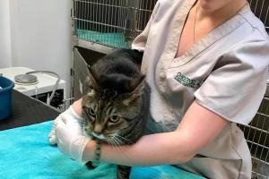 Ohio Drive Animal Hospital