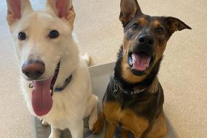 Patriot K-Nine, LLC Dog Training