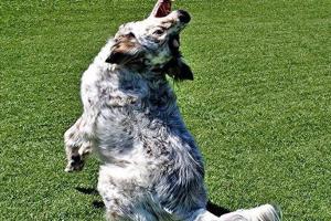 Animal Community Center Dog Park