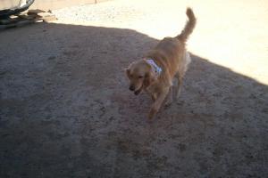 Shonda's Pet Sitting Service