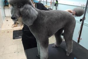 Nature's Pet Day Spa