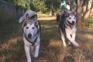Waggin' Tails Bark Park