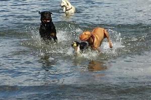 It's A Dogs Life Pet Services