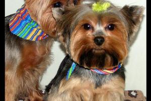 Salty Dog Grooming 