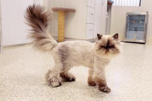 Cat Care Clinic