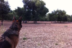 Mast Park Off-Leash Dog Park