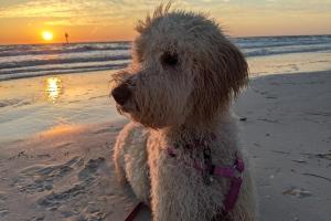 Clearwater North Beach