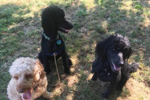 Windmill Hill Park Off Leash Area