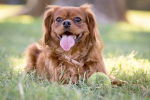 Hound Mound Dog Park