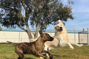 Paws & Claws Pet Resort