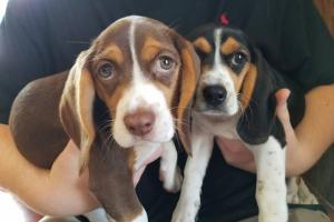 Countryside Veterinary Hospital