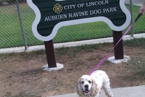 Auburn Ravine Dog Park