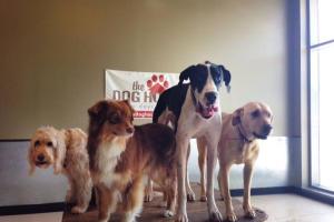 The Dog House