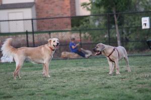 Irving Dog Park