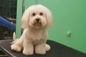 Camp Catherine's Pet Salon and Resort