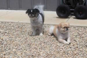 Paradise Pet Hotel & Day Spa