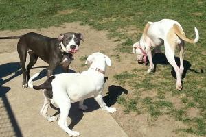 Shepard Park Dog Park