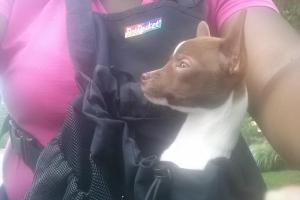 Around Midnight Pet Services LLC