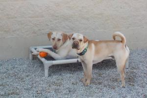 Tailwaggers Doggy Daycare Appleton/Little Chute