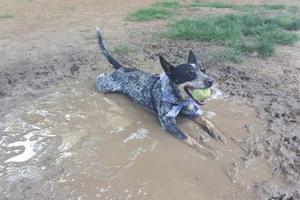 Bark Park Central