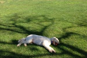 Hoover Dog Park