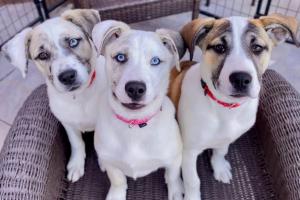 Palm Springs Animal Shelter