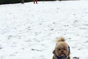 Cary Dog Park