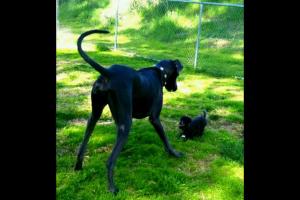 Wildwood Dog Park