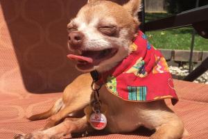 Snaggle Foot Dog Walks and Pet Care