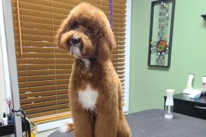 Rufflections Dog Spa