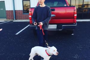 Modern Dog Training & Behavior