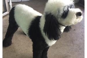 Arcadia Puff & Fluff Grooming & Pet Sitting