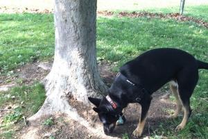 Howe Community Park Dog Park