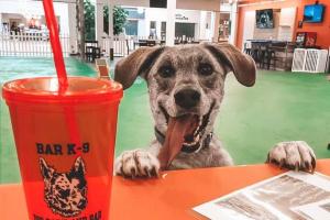 Bar K-9 Indoor Dog Park and Bar