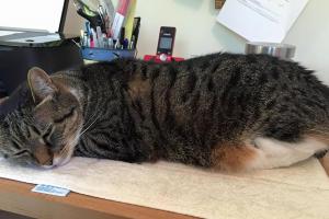 Happy Pets Pet Sitting