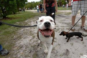 Blanche Dog Park