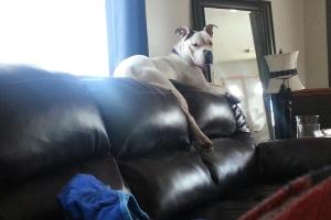 Crystal's Dog Training N Boarding