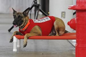 Sit Means Sit Dog Training Corporate Office and Training Center