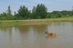 Cleary Lake Regional Dog Park