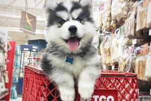 PETCO Napa