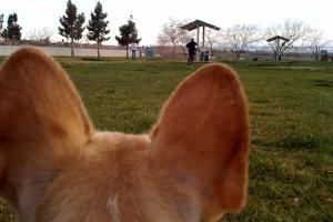 Shadow Rock Dog Park