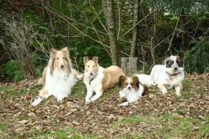 Focused Canine Academy