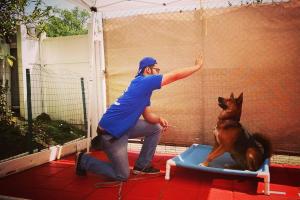 Master Dog Training