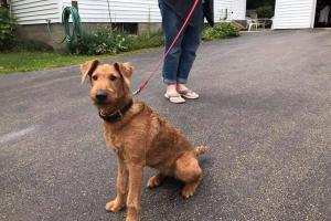 Alpha Dog K9 Training