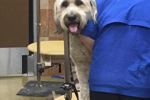 PetSmart Grooming