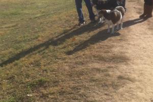 Roy City Dog Park