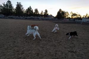 Pine Nursery Park