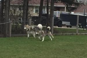 Milton Dog Park